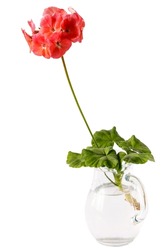 In a glass jar of water, a flowering cutting with homemade geranium leaves to grow the root system.White isolated background.