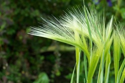 Maned barley is a cereal ornamental plant for decorating garden landscaping.