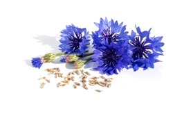 Freshly harvested seeds and inflorescences of blue cornflowers on a white isolated background.