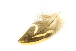 Duck feather with a pattern on a white isolated background.