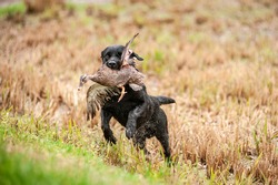 Black Labrador Retriever is running and fetching a duck. Duck hunting, labrador is retrieving game to hunter