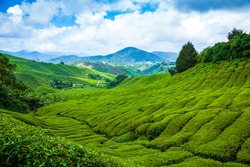 Tea plantation in Cameron Highlands at noon