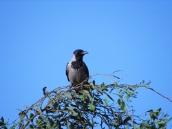 Hooded Crow (Corvus cornix) on a branch 