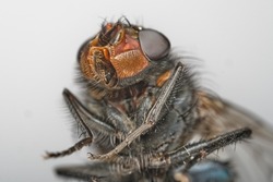 close-up portrait of a fly, ultra macro photography of a housefly, selective focus