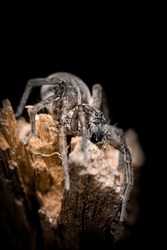 wolf spider attacks on a black background, an earth spider, a beautiful arachnid insect (Lycosidae)