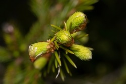 blooming fir branch. Fir branches with fresh shoots in spring. Young growing fir tree sprouts on branch in spring forest. Spruce branches on a green background. background branch with green buds