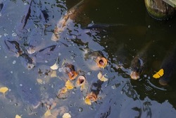 fish swallows air and filter water with big mouth on the surface of the pond