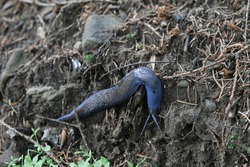 Blue slug Bielzia coerulans crawls on the ground, a rare clam