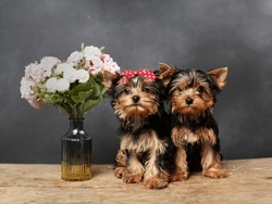 Two cute, furry Yokrshire Terrier Puppies Sitting on a wooden table, Posing on camera. The Puppy has a red bow on its head, next to it is a vase with pink flowers against a Black background