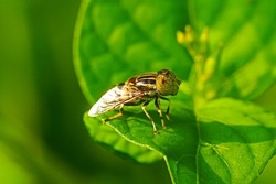 Hover flies (Eupedes luniger Meigen) on green leaf