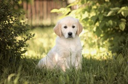 golden retriever puppy in summer