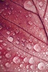                  raindrops on the red leaves in autumn season, red background              