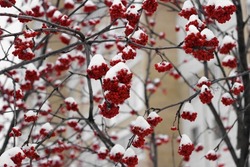 
red rowan berries in the snow on a branch