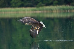 White tailed Eagle Catching eel Lake Hunting