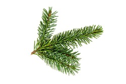 Top view of green fir tree spruce branch with needles isolated on white background