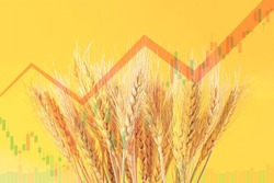 Many wheat ears on yellow background with red ascending arrow as a symbol of rising prices, 
 food crisis and inflation concept