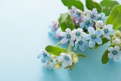 Tweedia, Small blue flowers