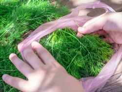 Top view over female hands collecting fresh bright green dill sprigs in a pink plastic bag on a rural wooden table outdoors. Natural organic food concept of horticulture and harvesting.