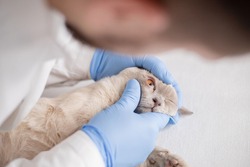 Vet examining eyes of a Burmese cat in a veterinary clinic. Veterinarian in medical gloves is checking the eye of  cat.