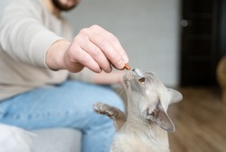 Burmese cat receives treats, feed the animal, the cat eats. Man feeding his cat with snack.