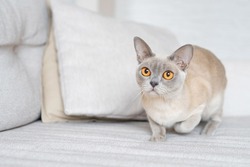 Burmese cat breed to hunt indoor. cat prepares to jump.