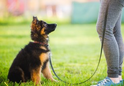 German shepherd puppy sitting and training with the owner