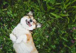 happy and funny, smiling welsh corgi pembroke dog laying down on a grass, with a tongue out, laying down on the back, upside down