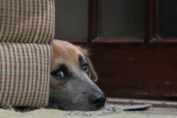 A mixed breed dog lying behind a couch anxiously looking at the camera.
