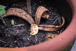 A decomposing banana peel in a potted plant serving as natural or organic fertilizer.