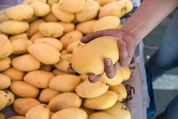 A female hand holds a single mango fruit at a fruit stall outdoors.