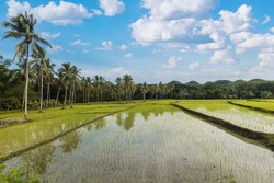 A wet rice paddy with seedlings in Carmen, Bohol. Traditional rice production in the Philippines. Scenic rural landscape with coconut trees.