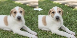 Example of AI Photo upscaling technology - A pixelated picture of a puppy on the left, and the the enhanced version on the right.