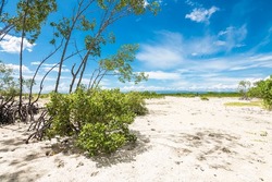 Young Mangrove trees in an uplifted coastline in Loon, Bohol. A product of ground uplift due to the 2013 earthquake.