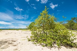 A Chengam mangrove shrub in an uplifted coastline in Loon, Bohol. A product of ground uplift due to the 2013 earthquake.