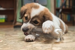A mischievous two month old puppy gnaws at a plastic bottle while inside an office room.