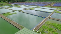 freshwater fish farming pond in the village. Fresh fisheries agro industries