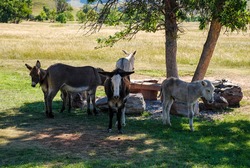 a resting group of wild burros in custer state park