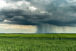the movement of clouds over an agricultural field with wheat. A storm and rain gray cloud floats across the sky with a visible rain band. Heavy rain in the village in summer