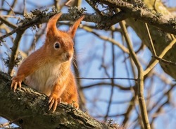 Red Squirrel looking funny, Isle of wight