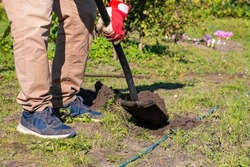 Gardener digging in a garden with a spade. Man using a big shovel for digging old lawn.