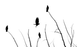 birds and trees silhouette. this amazing sight is an ideal image for printing or website decoration.