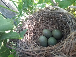 Eggs in the bird's nest. Crow's nest. Birdhouse in the tree.