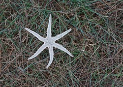 dead starfish on green grass leave copy space