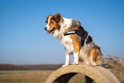 rescue dog in a harness sits on a concrete ring and guards the surroundings