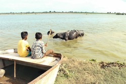 Two children are sitting in the boat, he is looking after his Buffalo. Buffalo bathing