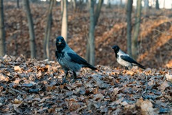 Big gray crows at the autumn foliage in the park eating nuts. Close up grey crow,  sunny fall day in the park