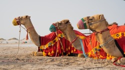 Camels with traditional dresses,waiting beside road for tourists for camel ride in Sea line, Qatar.