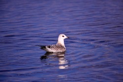 A young seagull with a beautiful face (lat.Larus canus). A bird illuminated by the evening sun swims along the lake surface.