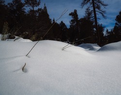 Fresh undisturbed snow covered ground