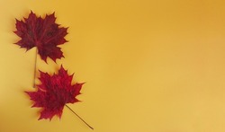 Two maroon maple leaves on a yellow background. Top view. autumn leaves